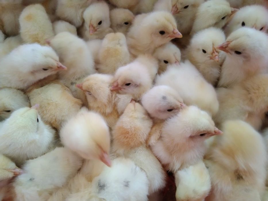 Jo'jalar 500 So'mdan