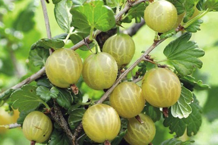 Arbuști Fructiferi (Agriș Alb ) 

20/30cm =15Lei 
40/50cm=25Lei