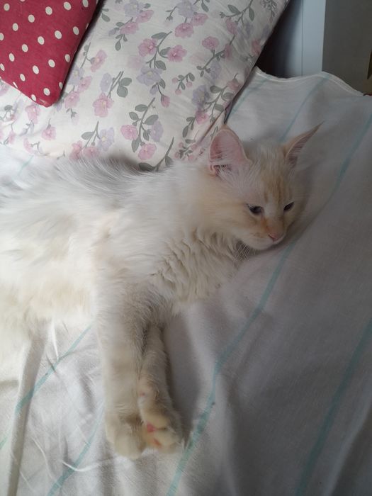 Регдолл мальчик 1 годик кастрирован привит.