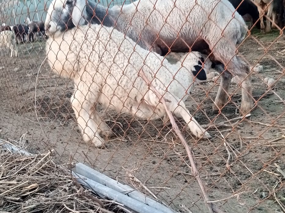 Qara quloq qochqor sotiladi