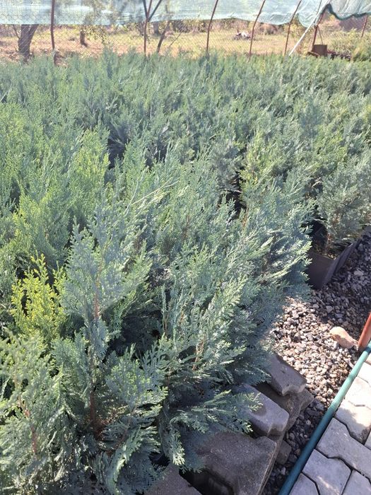 Producator vand Chiparos Lawsoniana