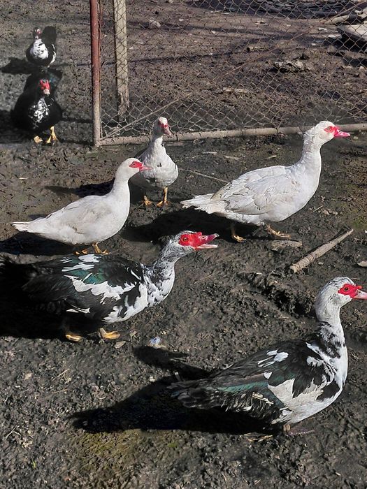 Rate si rățoi mute