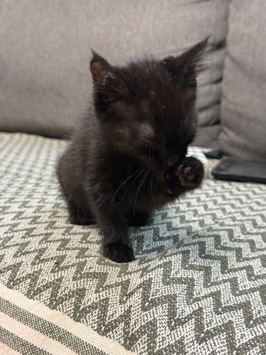 Котенок в добрые руки