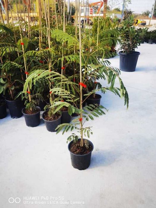 Албиция  - Фиданки