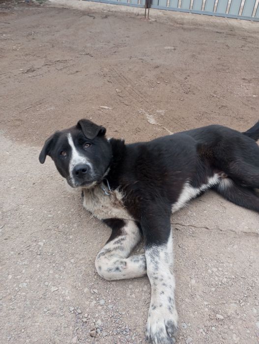 Продается щенок породы алабай