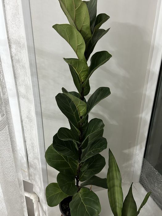 Фикус Лирата цветок