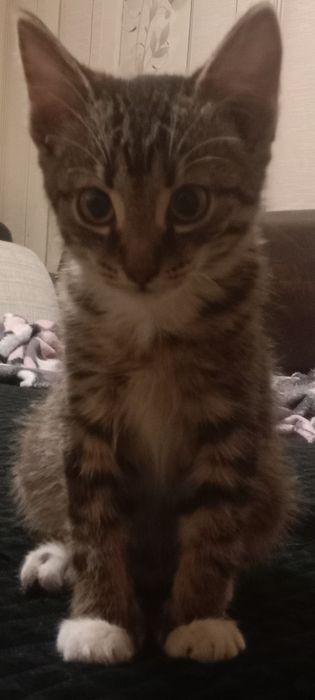 От дам даром котят