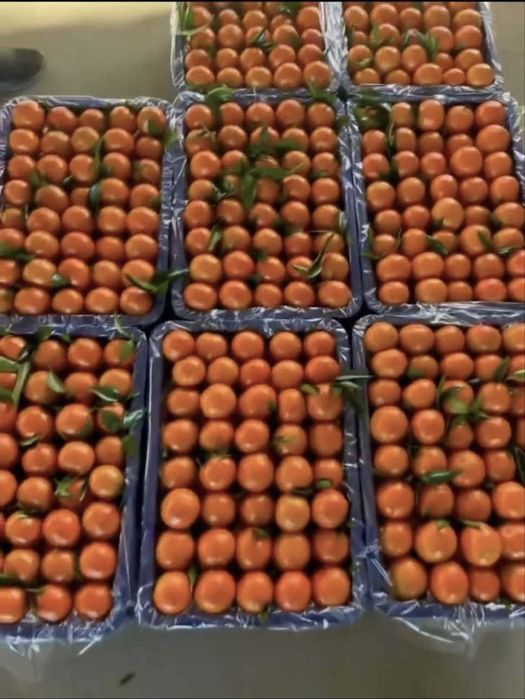 Турецкие мандарины