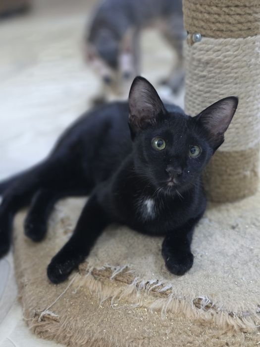 Петерболд, фенотип ориентала