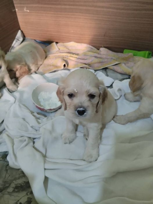 Продаются щенки спаниель