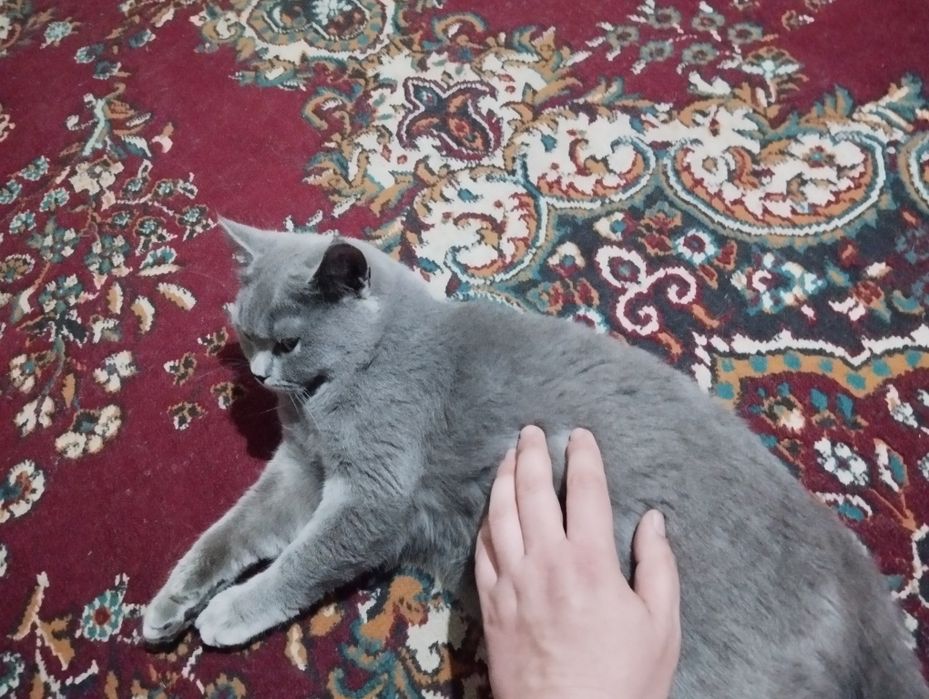 Skottish Fold va strayt zudlik bilan sotiladi