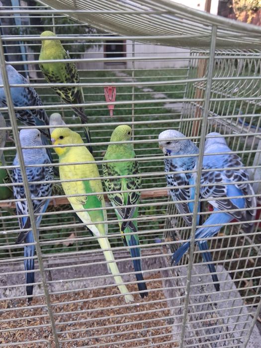 Papagali perusi si porumbei de vanzare 0763919664