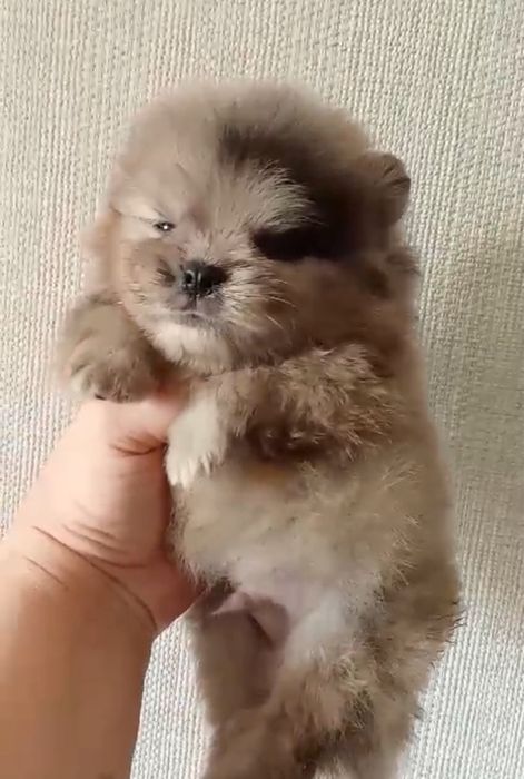 Цветные шпице мишки