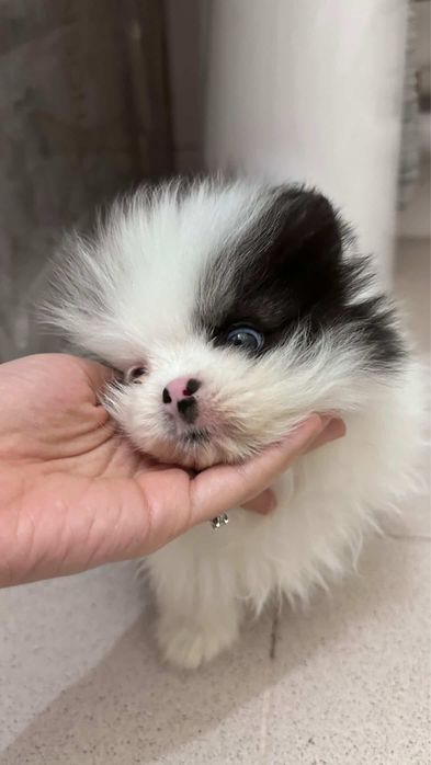 Продам мини шенка