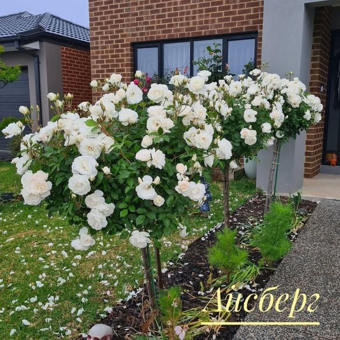 Shtampviy roʻza shoxona atirgul