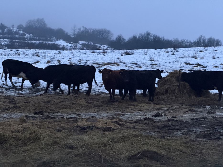 Lichidare ferma Vaci Angus