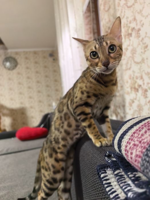 Девочка вислоушка