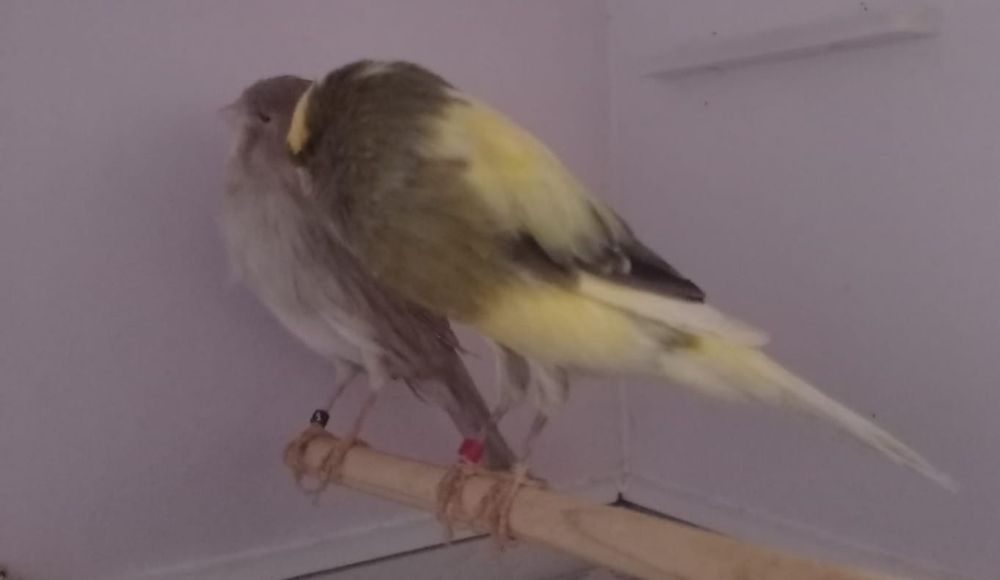 Продам  канареек породы Йоркшир