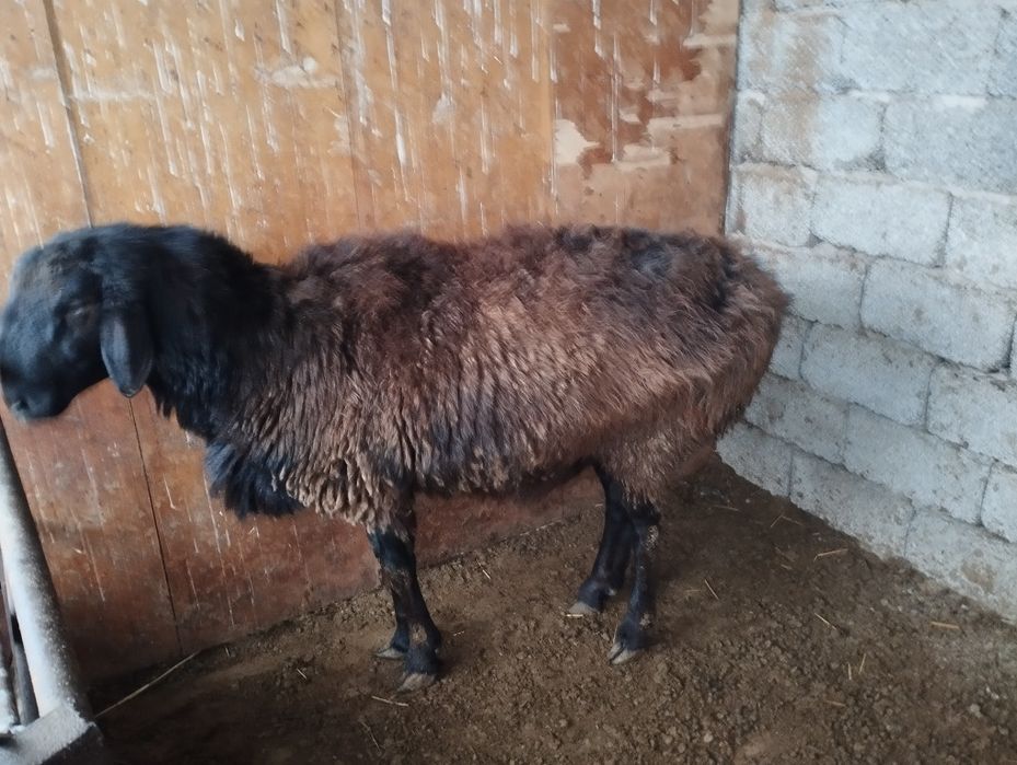 2 жасар қошқар сатылады