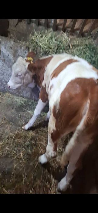 Vaca si vitea de vânzare!