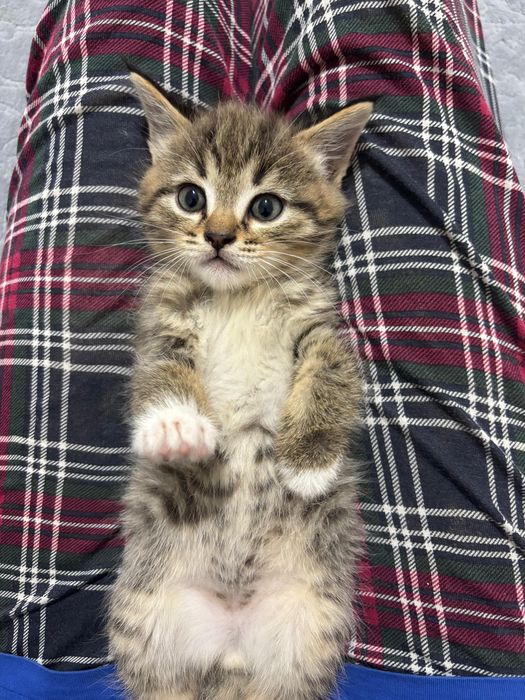 Скоттиш страйт котята