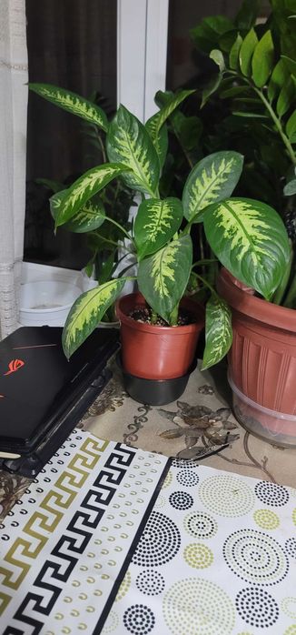 Цветы комнатные и уличные