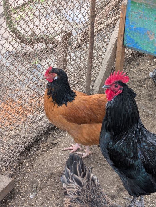 Familie găini de rasa vorverk cocosi combatant uriaș pita pinta