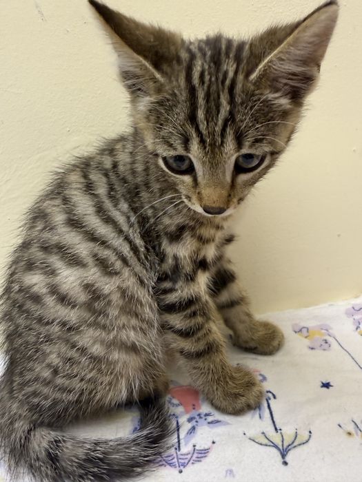 Срочно отдадим котенка