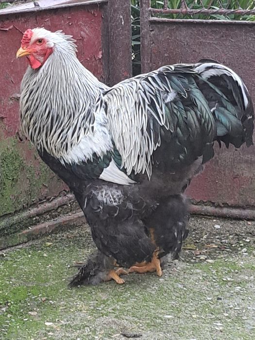 Cocoși brahma herminat inchis