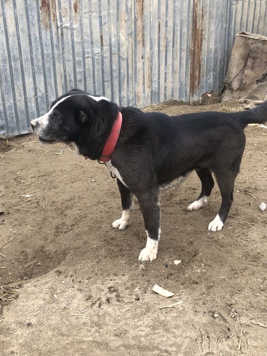 Таза қанды ұрғашы алабай