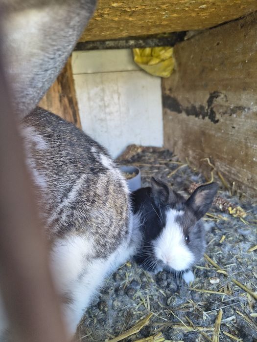 Iepurasi mici de companie iepurita cu pui de 3 zile. .iepuroi adult