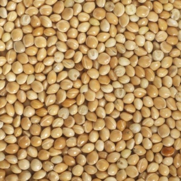 Seminte de mei la pret de producator,nutritiv,revitalizant.19lei/kg