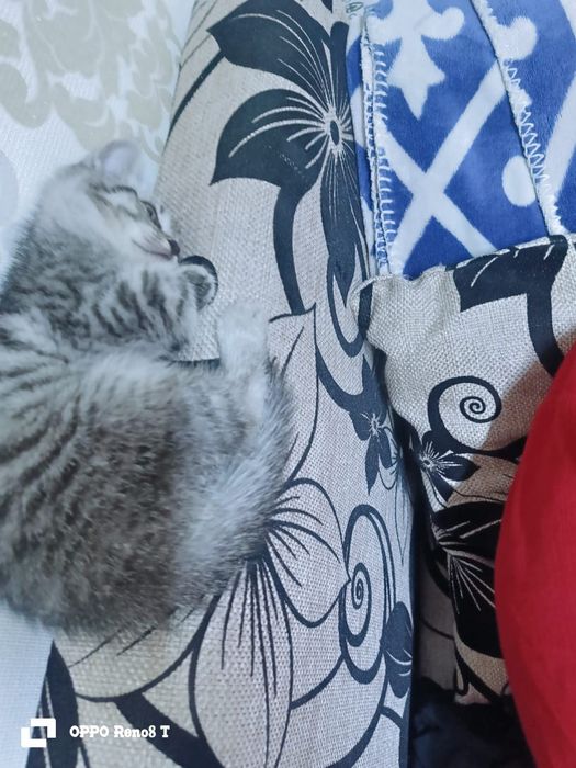 Срочно продам котёнка