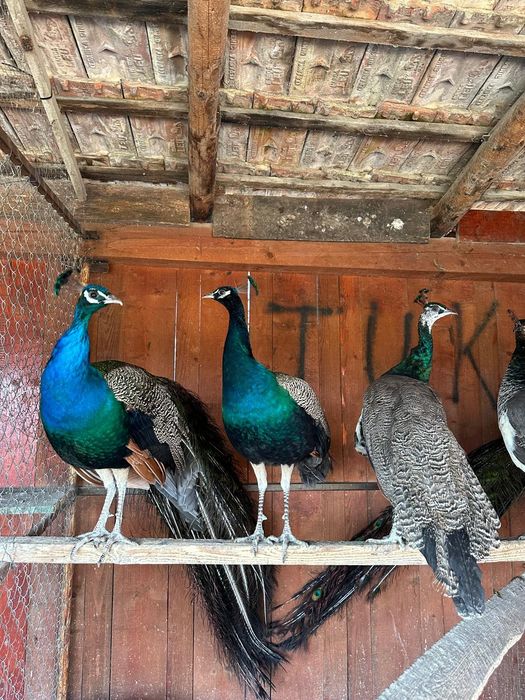 Păuni standard, umeri negri și opal