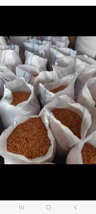 Transport gratuit porumb la pret de 1.2 kg va servil la domiciliu daca cumparati 4