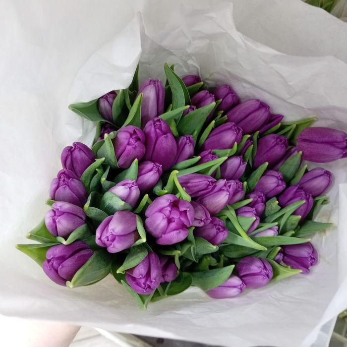 Тюльпаны в розницу от 550тг.