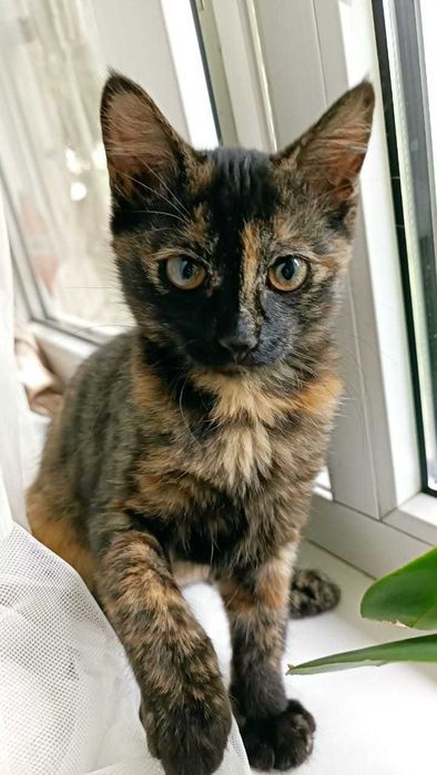 Кошка - Анфиса добрым людям