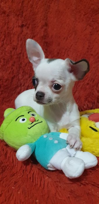 Щенок чихуахуа мальчик