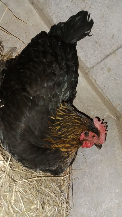 күрік тауыққа жұмыртқа салады