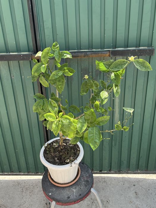 Лимон Мейера с плодами