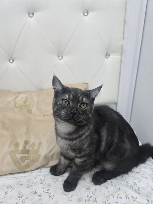 Отдам даром кота породистая