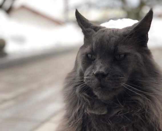 Котята мейнкун продаю