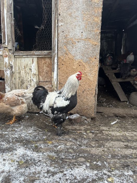 Disponibili cocosi si bibilici