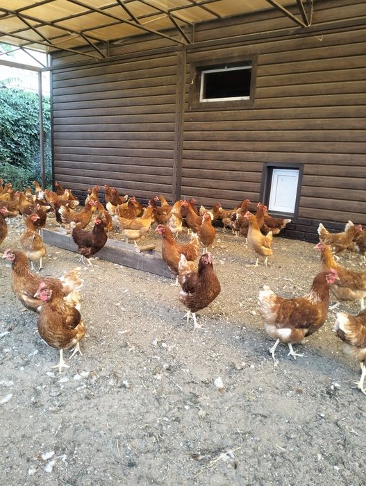 Куры молодки.          .