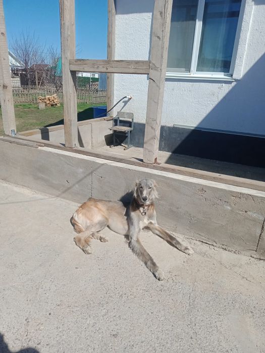 Құмай тазы сатылады