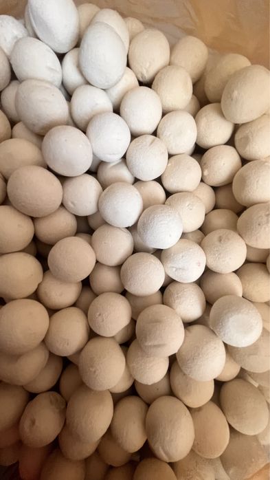 Курт Сатамыз Астана