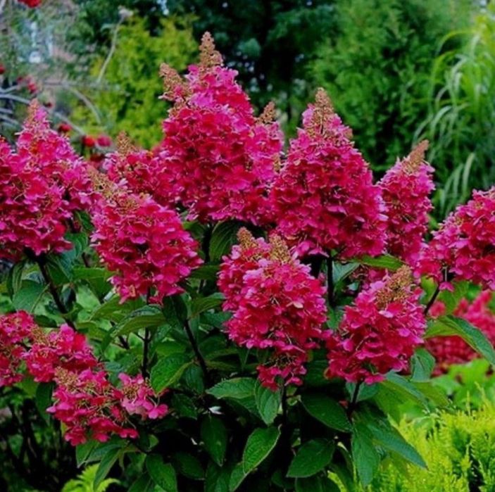 Гортензия Метельчатая