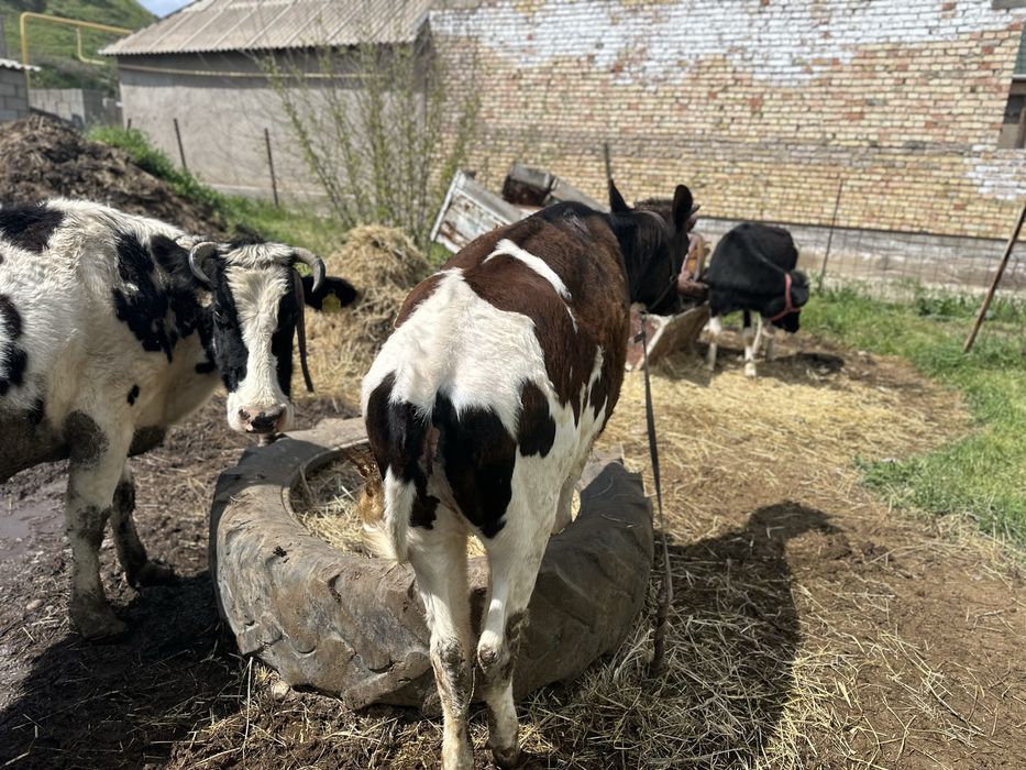 11 ай қоныр-ала тана.