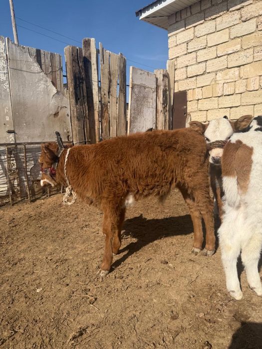 Бұзаулы сиырлар сатылады