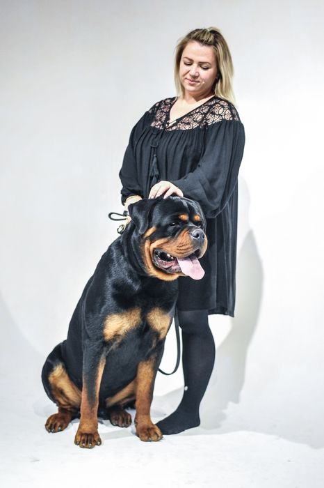 Pui Rottweiler cu pedigree